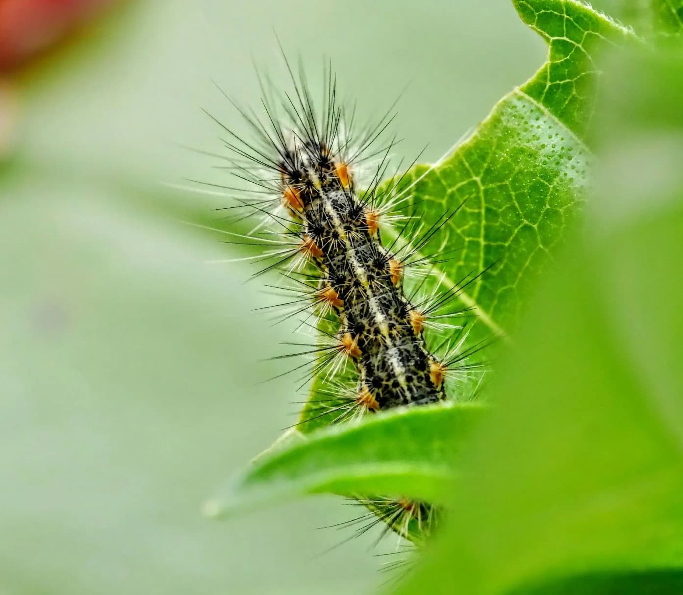 Hairy black-and-orange caterpillar along the edge of a bright green leaf.